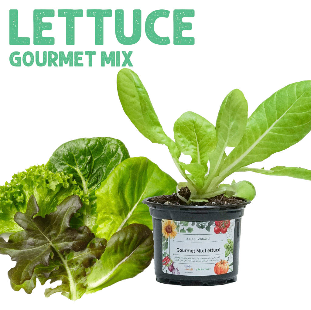 شتلة خس مكس الذواقة