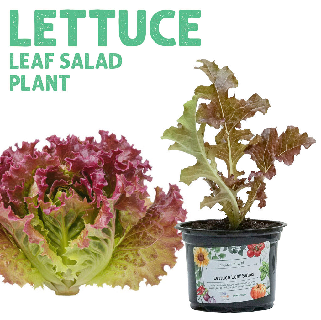 Lettuce Leaf Salad Plant