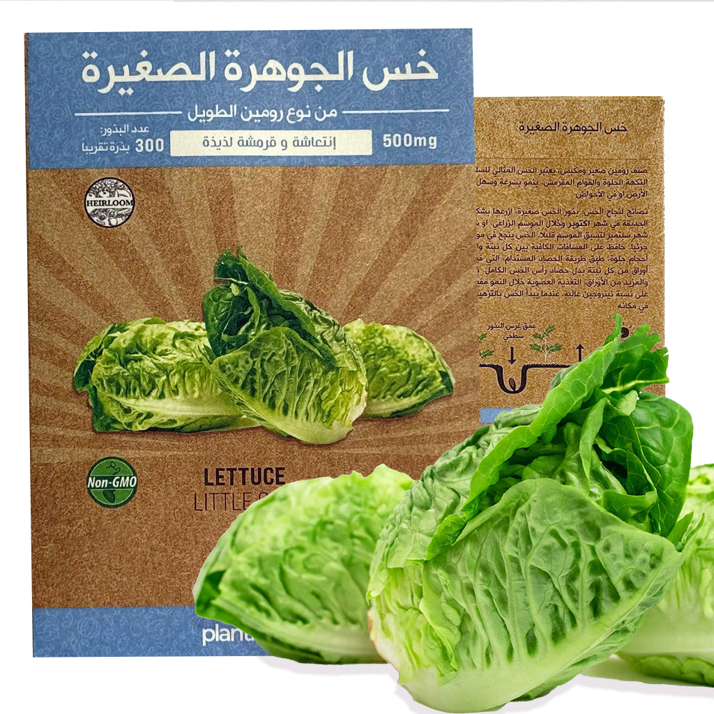 خس الجوهرة الصغيرة – plantnmore