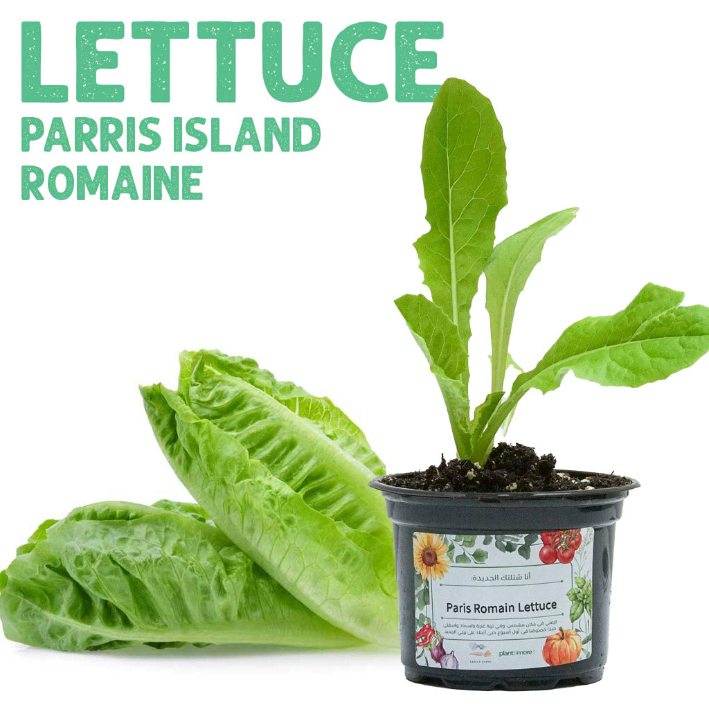 شتلة خس روماني باريس آيلاند
