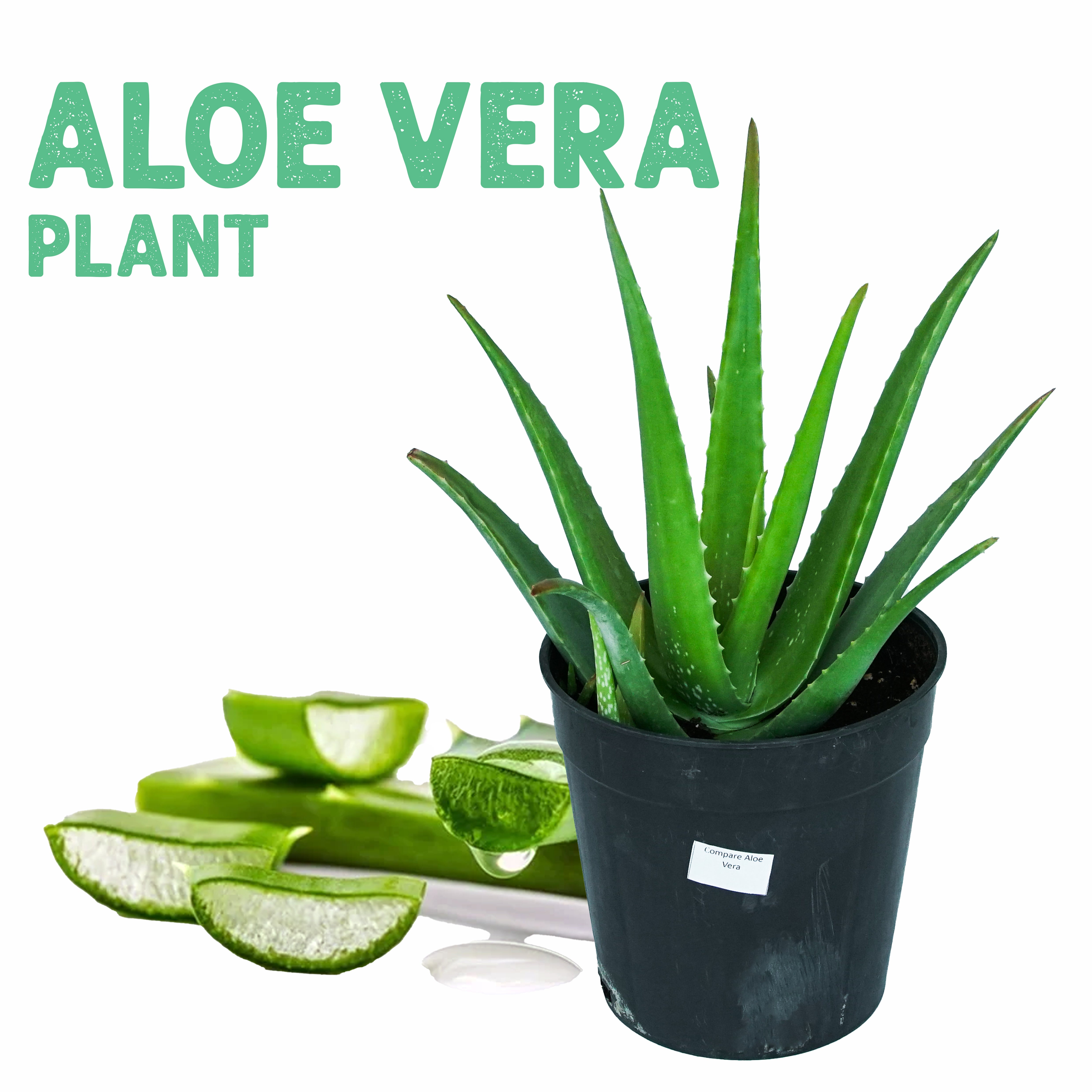 Aloe Vera Plant