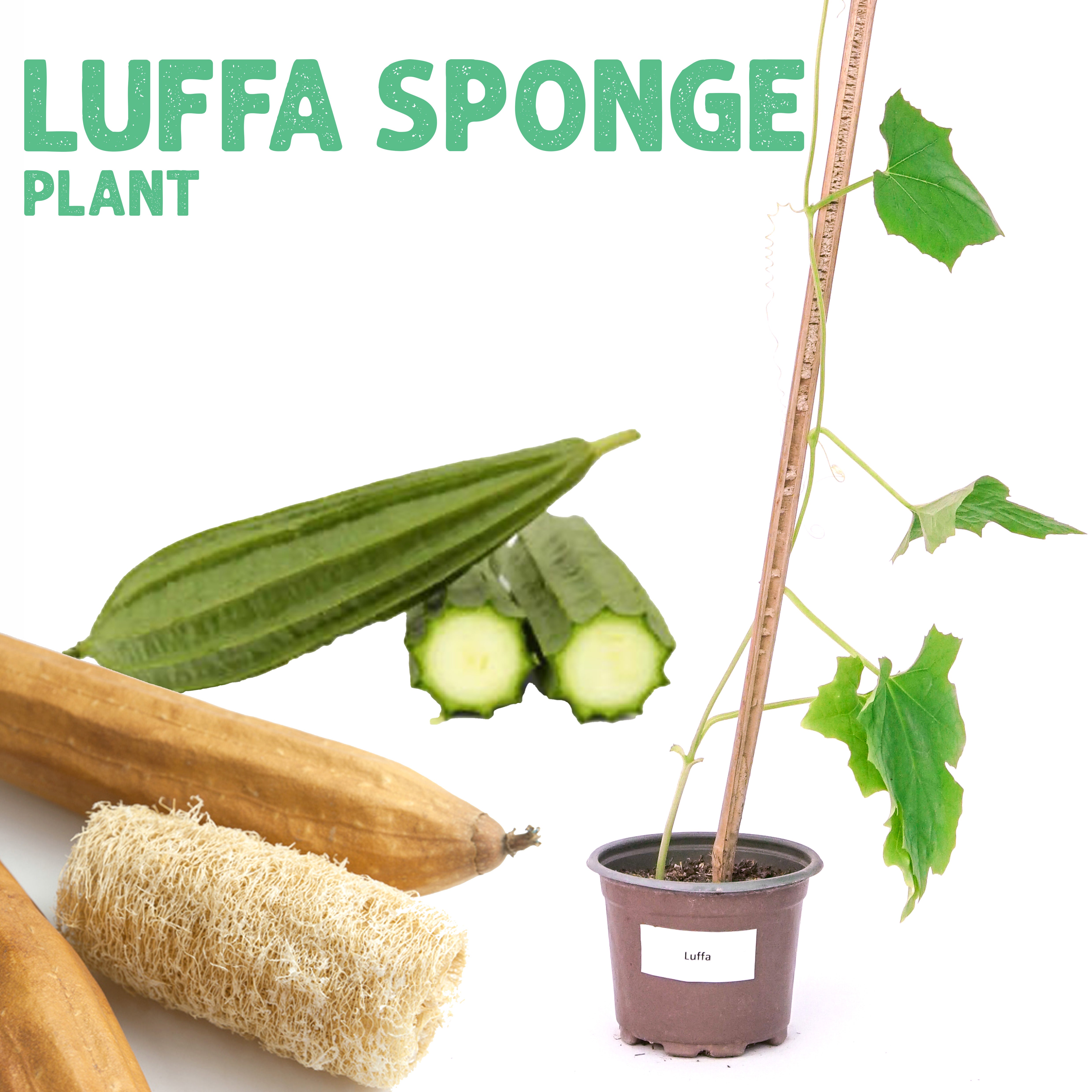 شتلة اسفنجة الليفة