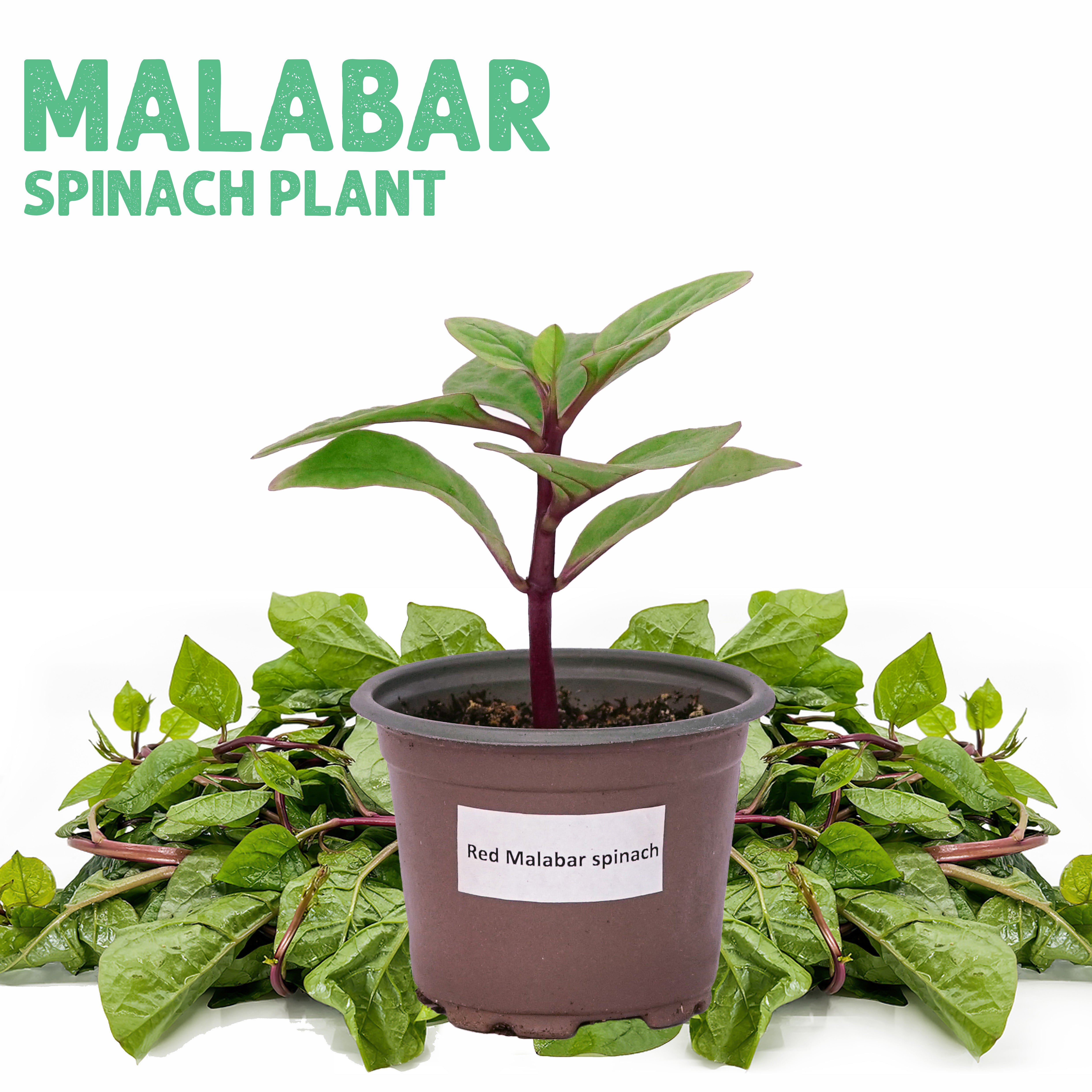 Malabar Spinach Plant