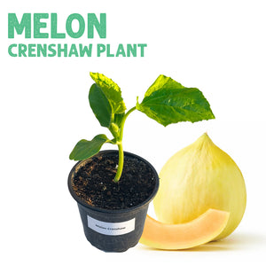 Melon Crenshaw Plant