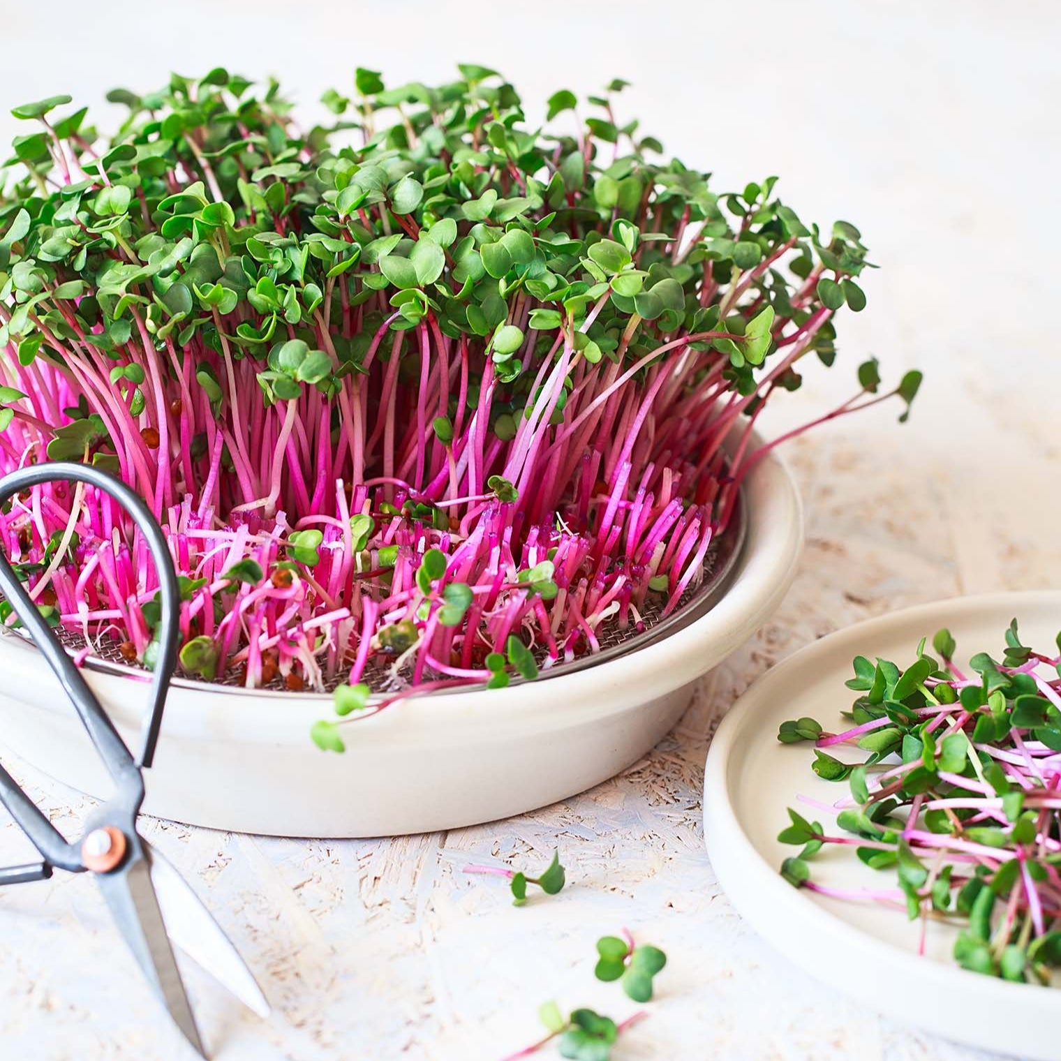 شمندر أحمر ١١٠غ