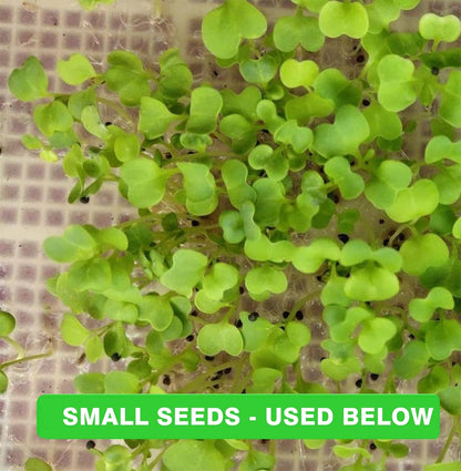 Microgreen Paper Sheets