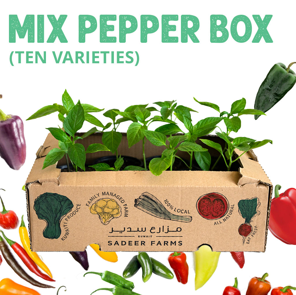 ١٠ شتلات فلفل متنوعة