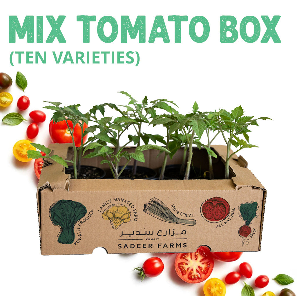 ١٠ شتلات طماطم متنوعة