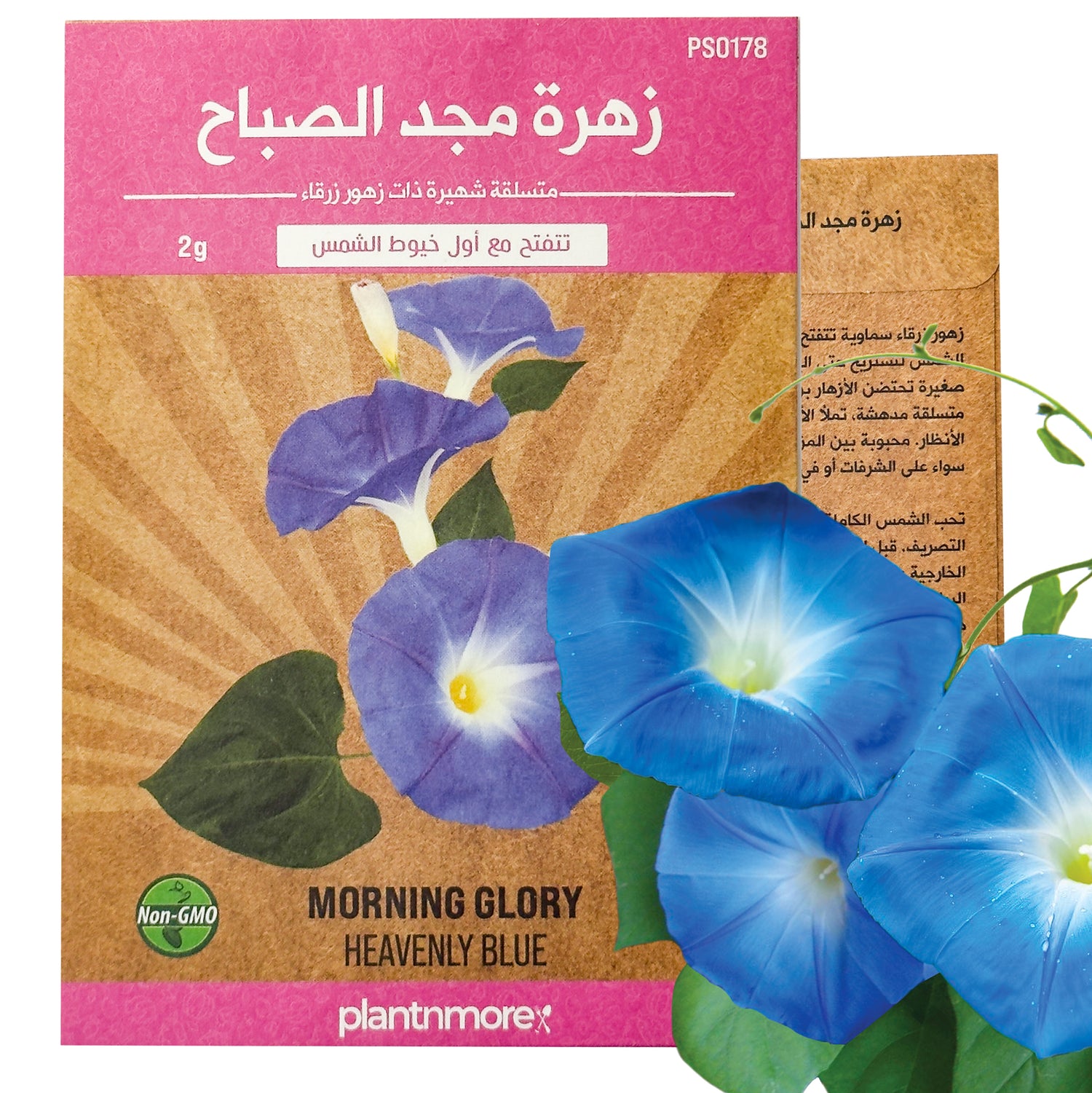 Morning Glory Heavenly Blue
