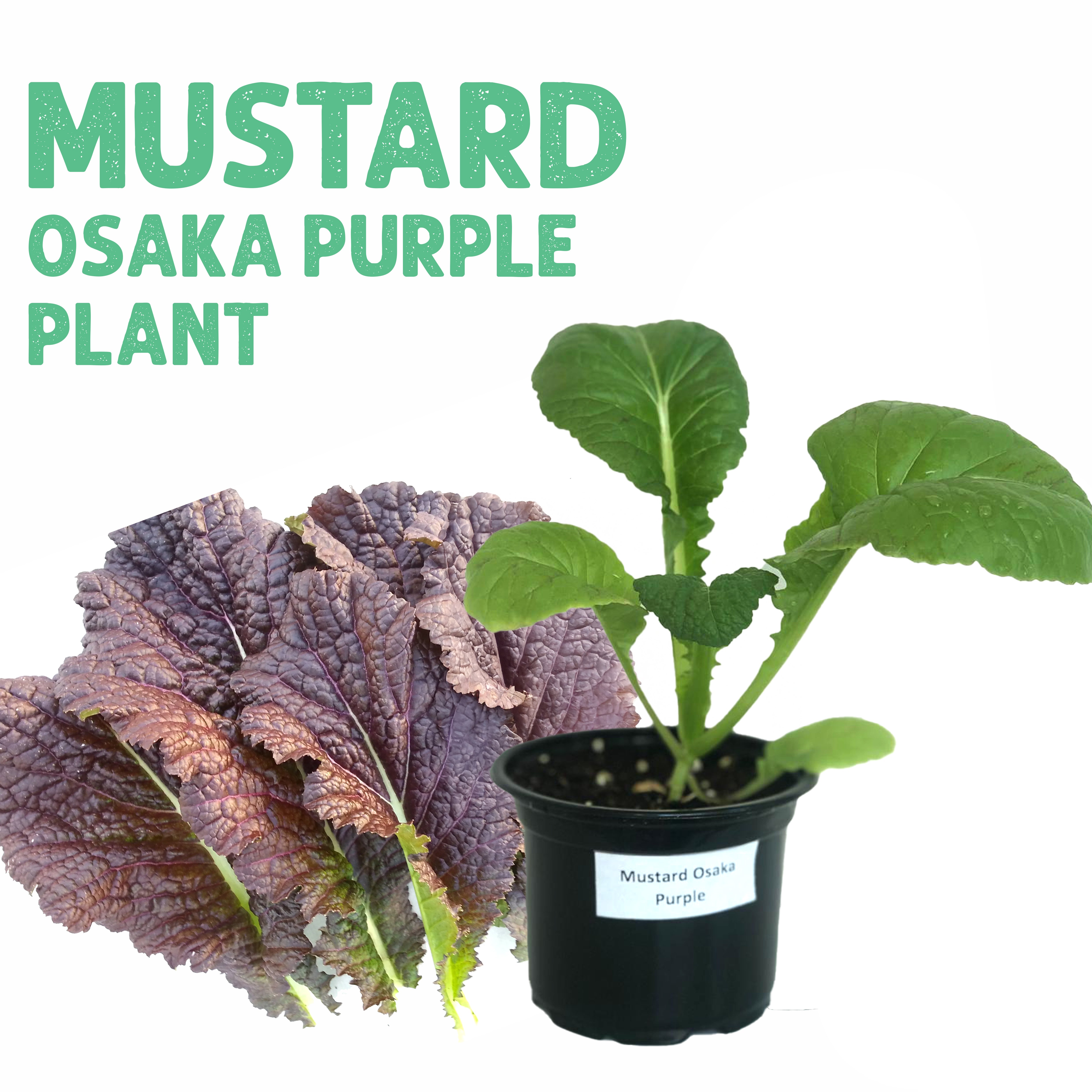 شتلة خردل أوساكا البنفسجي
