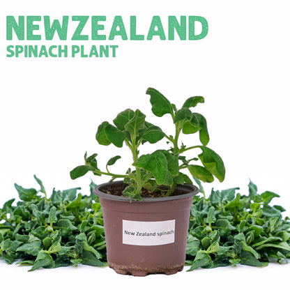 Newzealand Spinach Plant Small