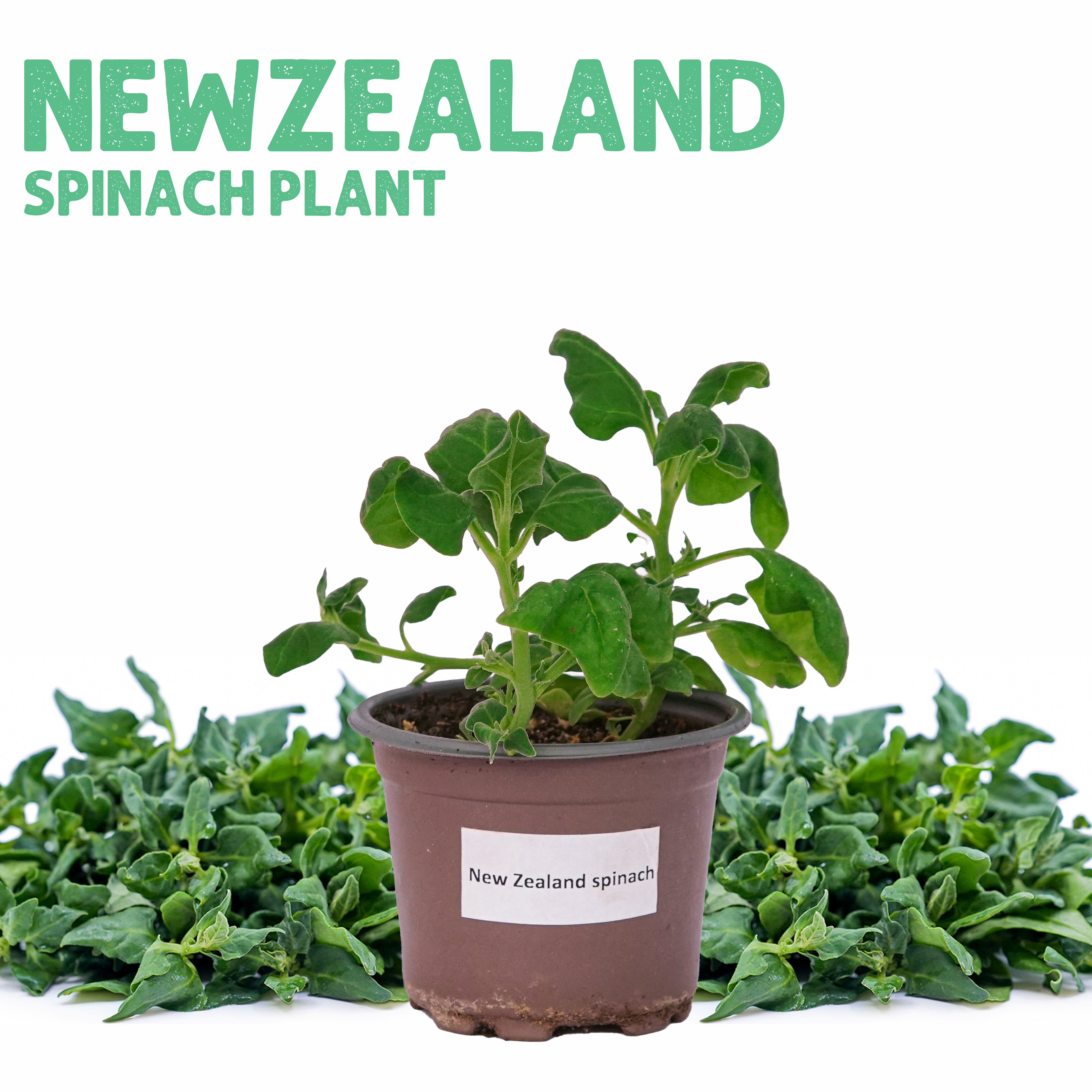 Newzealand Spinach Plant Small