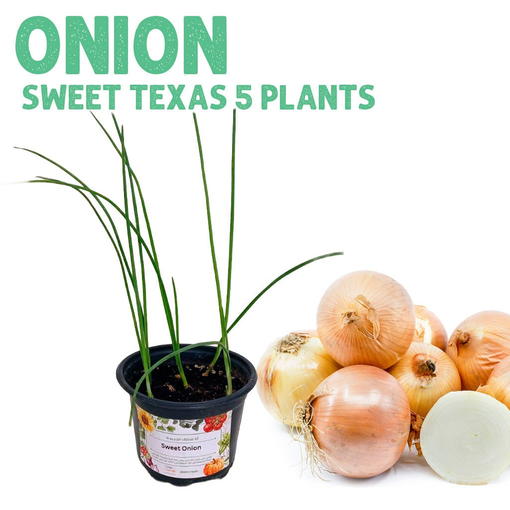 Onion Sweet Texas Plants, pot of 5