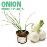 Onion White Plants, pot of 5