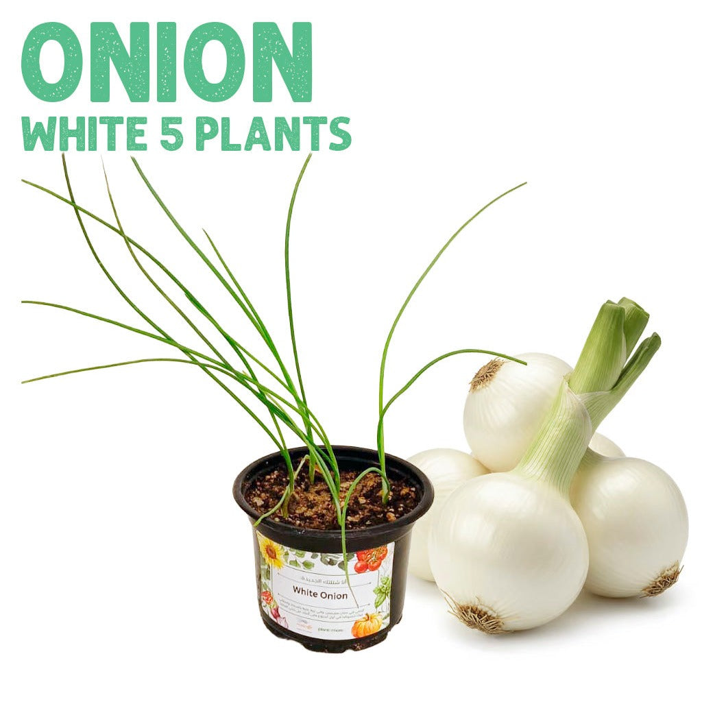 Onion White Plants, pot of 5