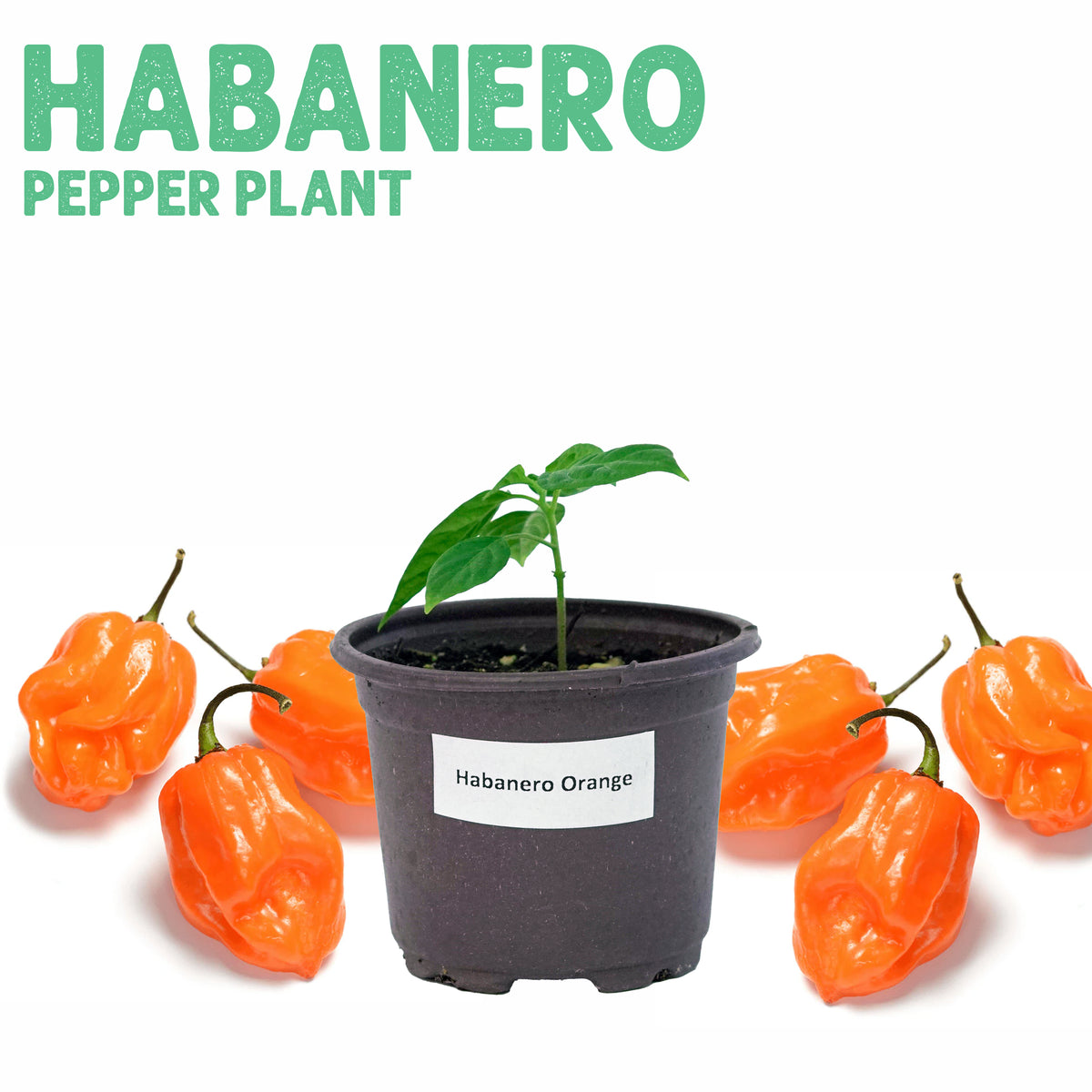 Pepper Habanero Orange Plant