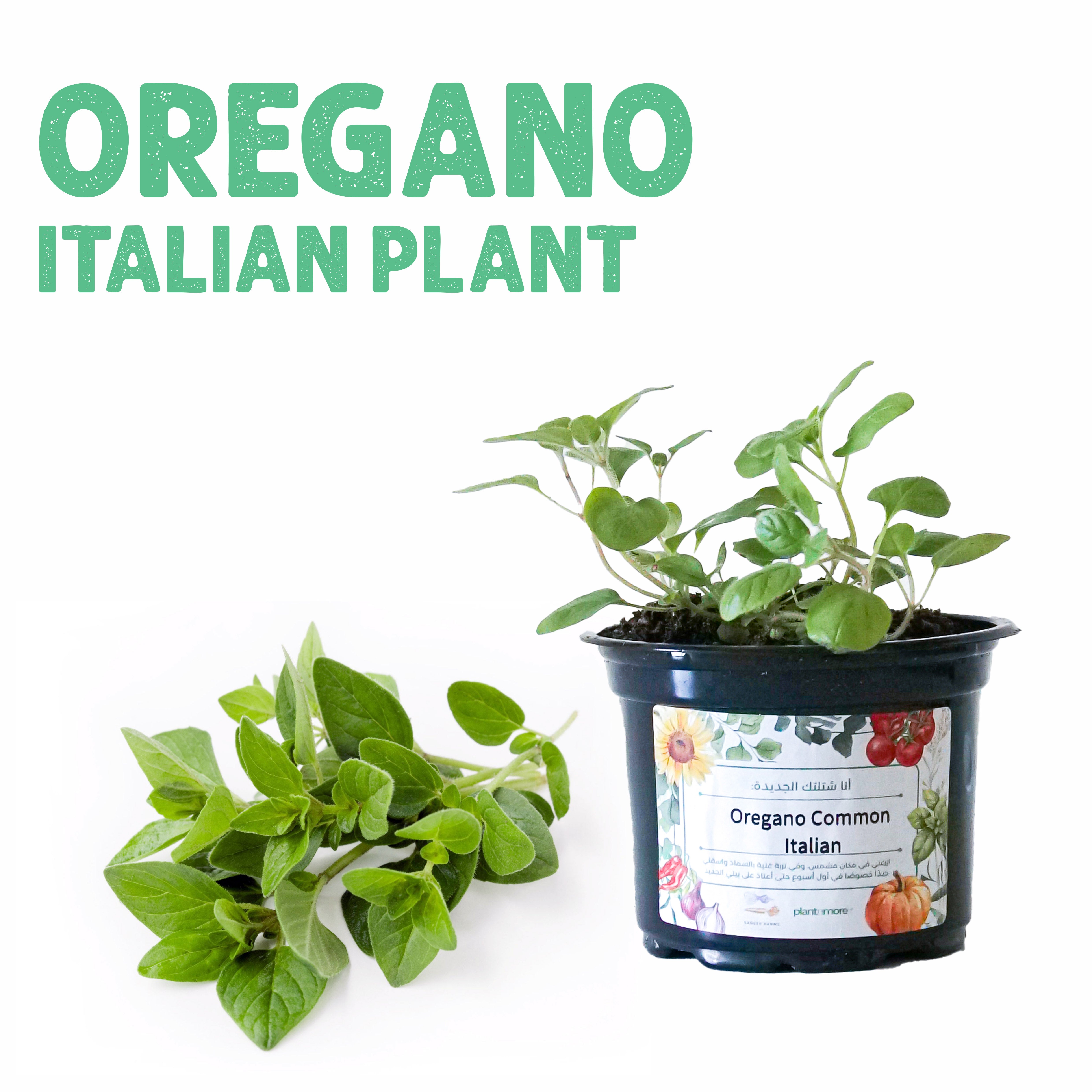 Oregano Italian Plant