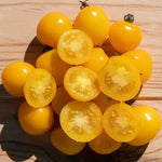 Gold Nugget tomato — ripe fruit