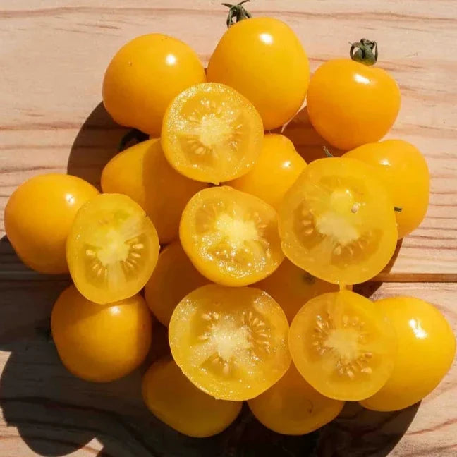 Gold Nugget tomato — ripe fruit