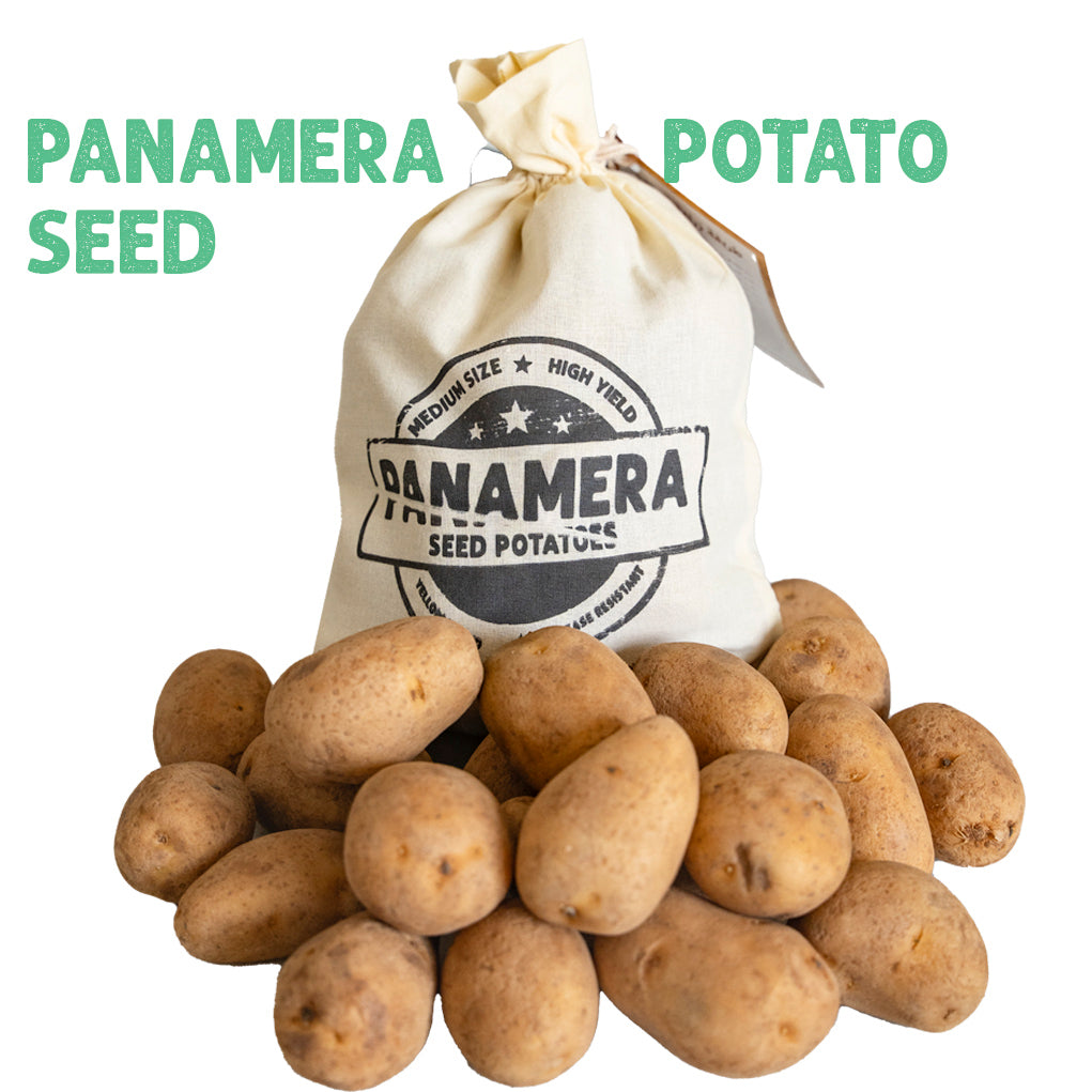 Panamera Potato