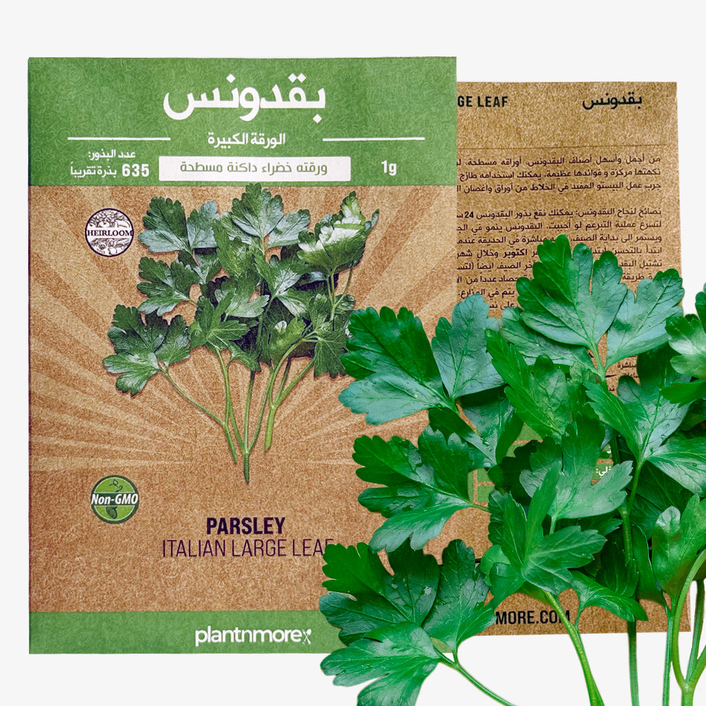 Parsley Italian Flat Leaf