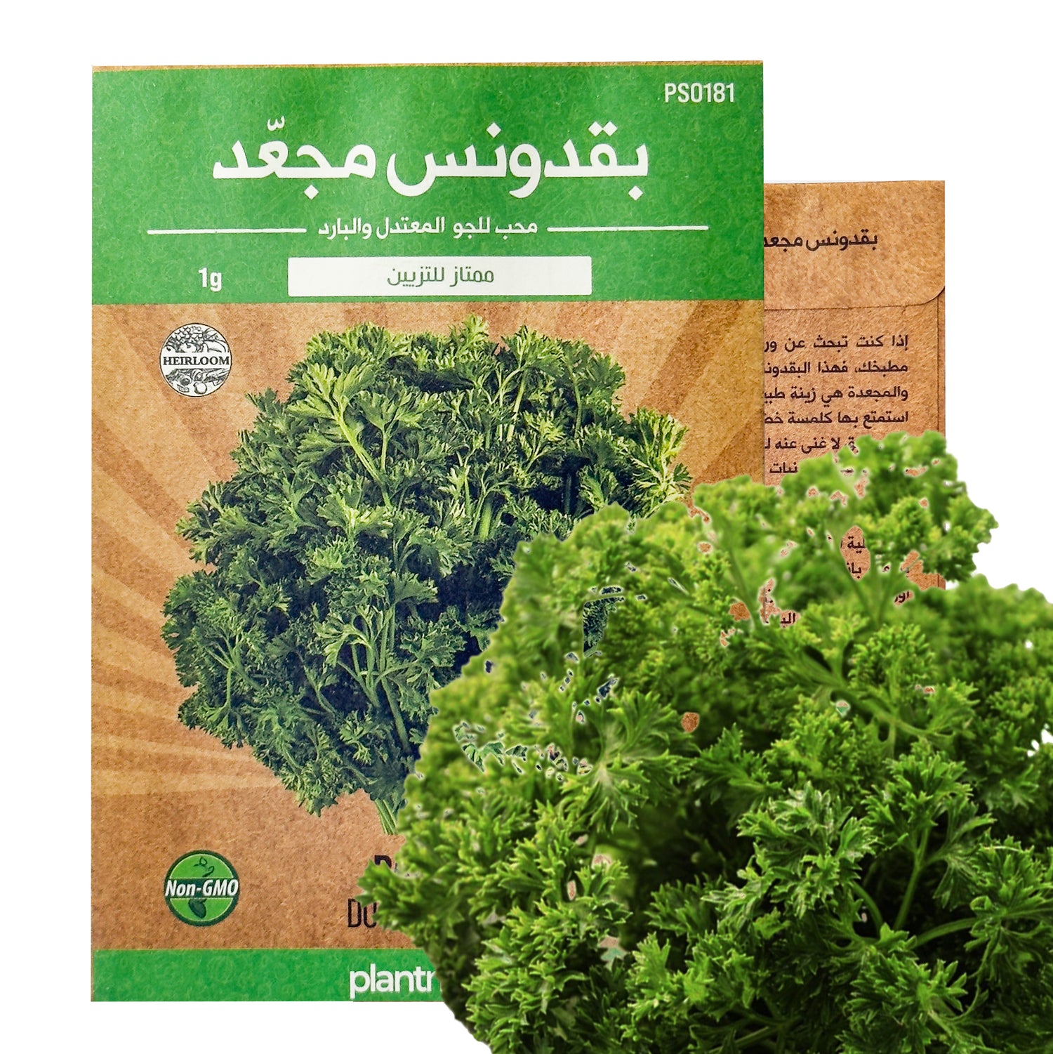 بقدونس مجعد