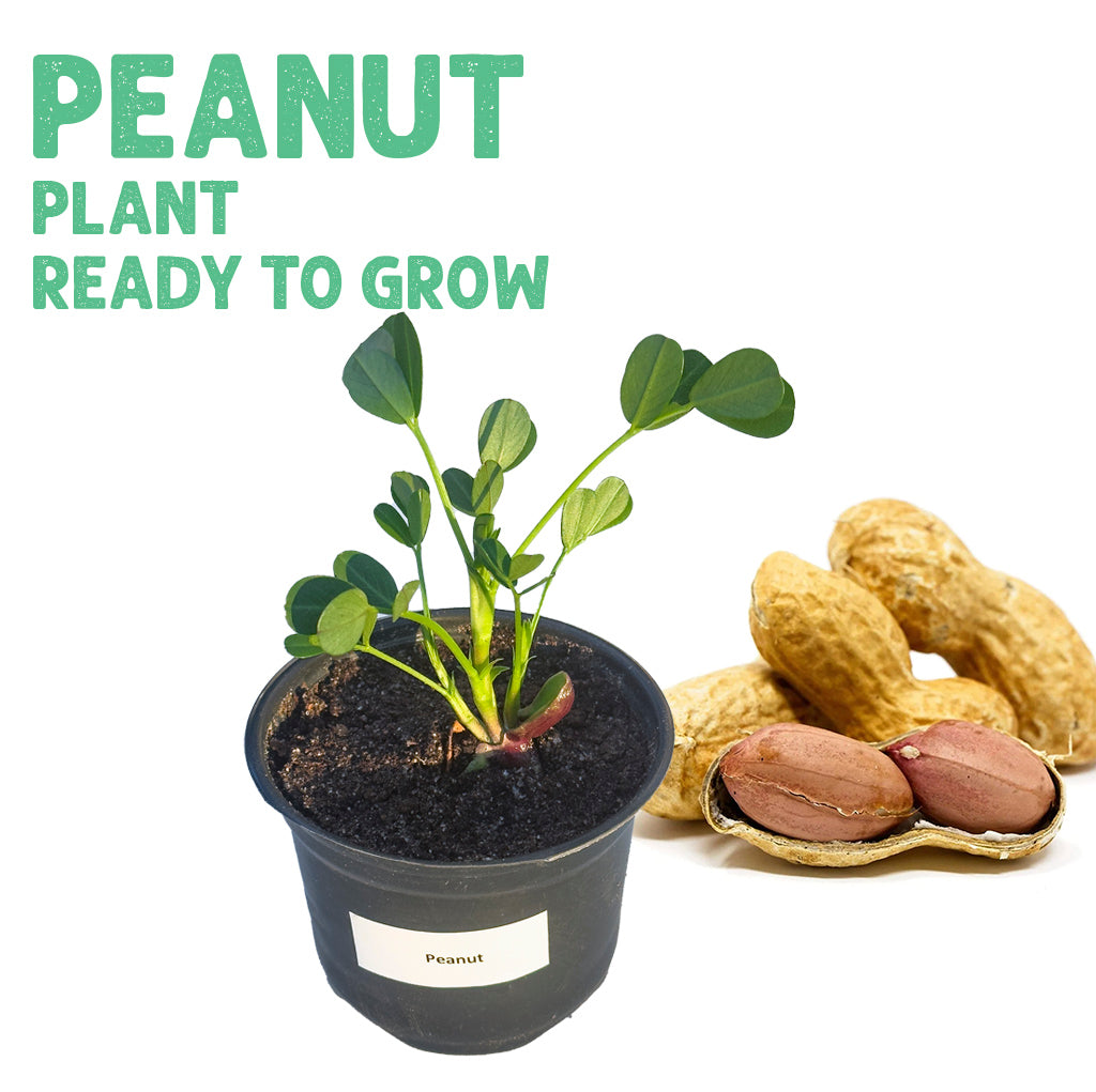 Peanut Ready To Grow Plant