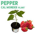 Pepper California Wonder Plant