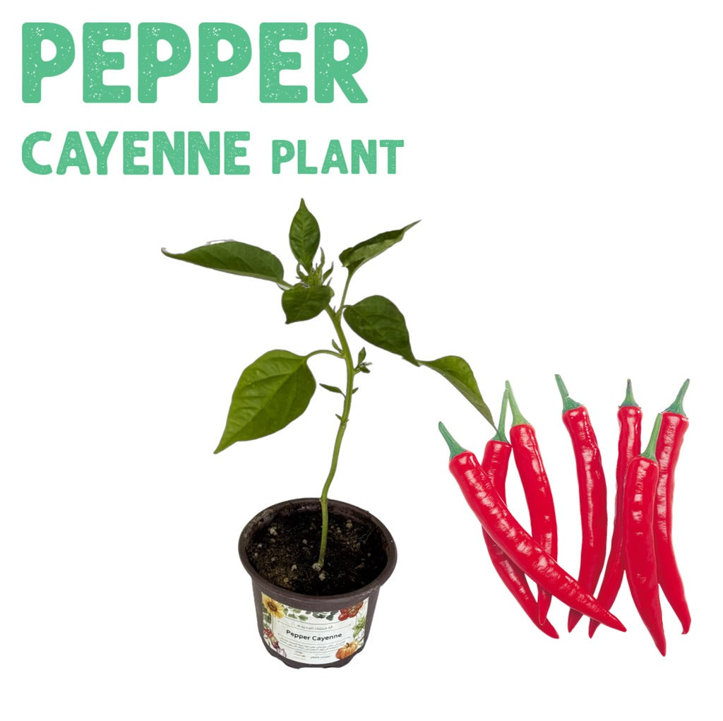Pepper Cayenne Long Plant