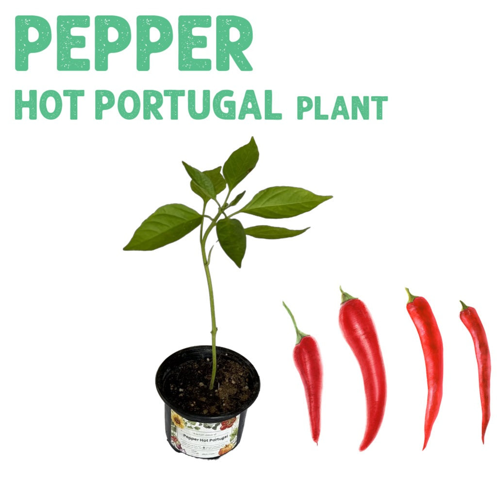 Pepper Hot Portugal Plant