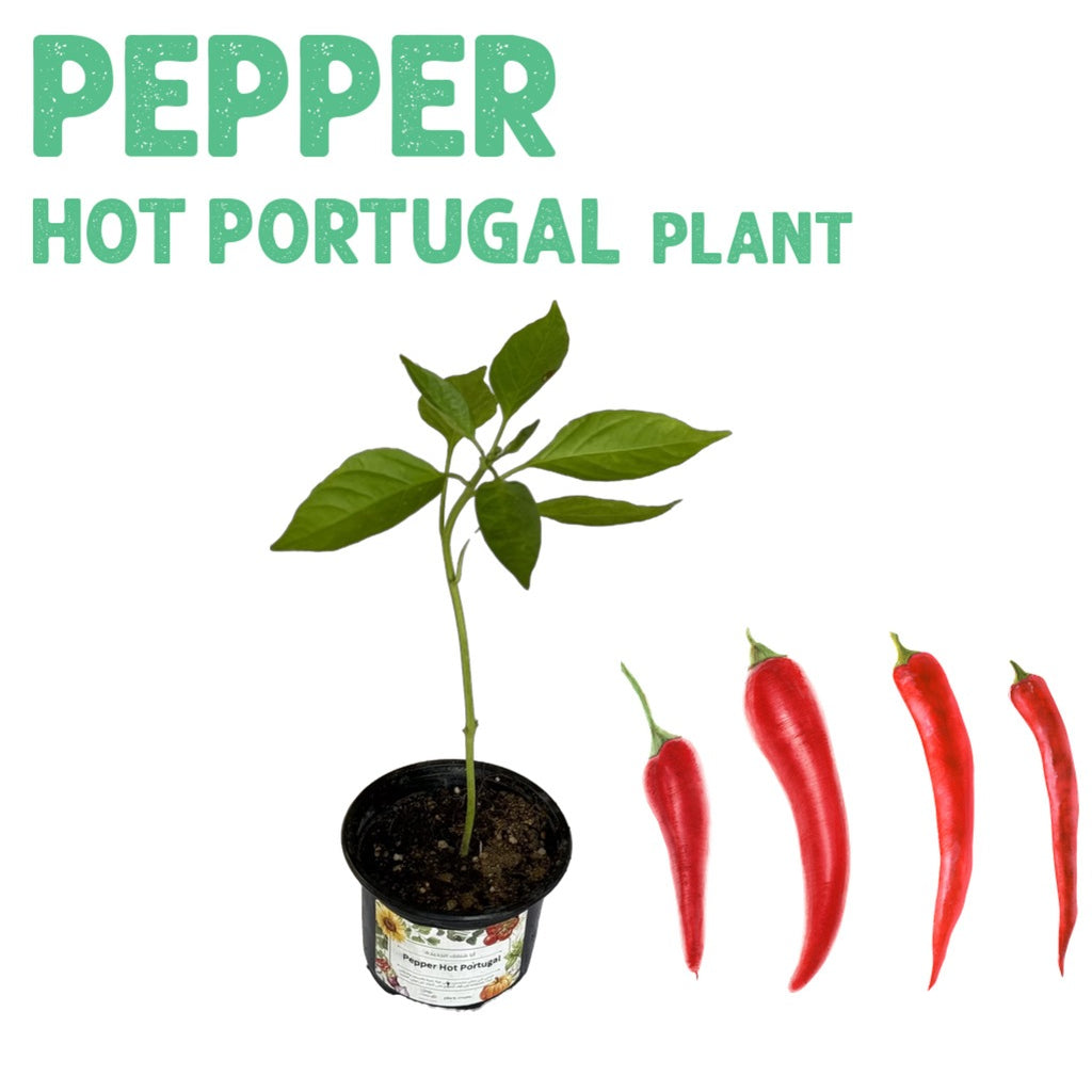 Pepper Hot Portugal Plant