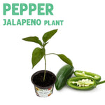 Pepper Jalapeno TAM Plant