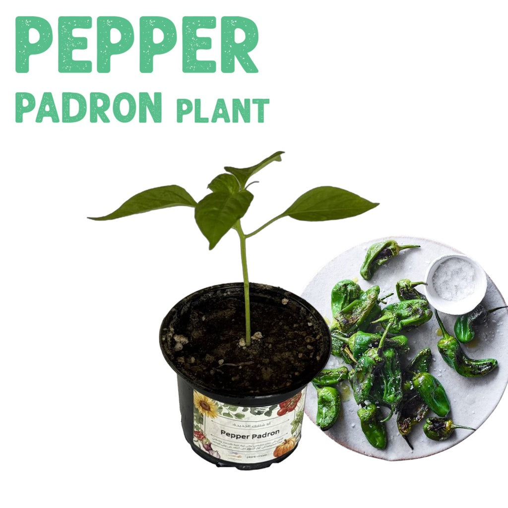 Pepper Padron Plant