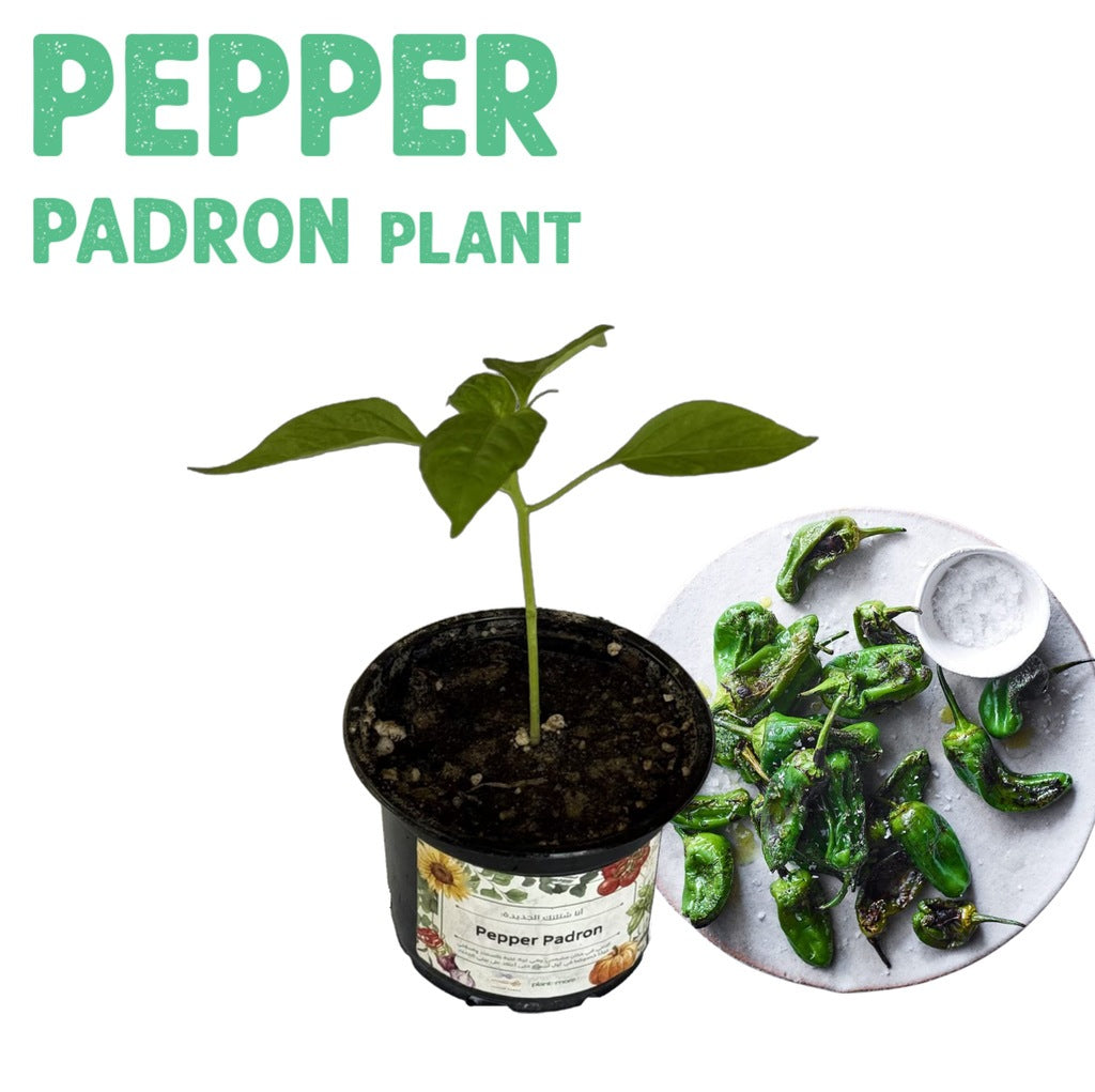 Pepper Padron Plant