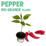 Rio Grande Pepper Plant