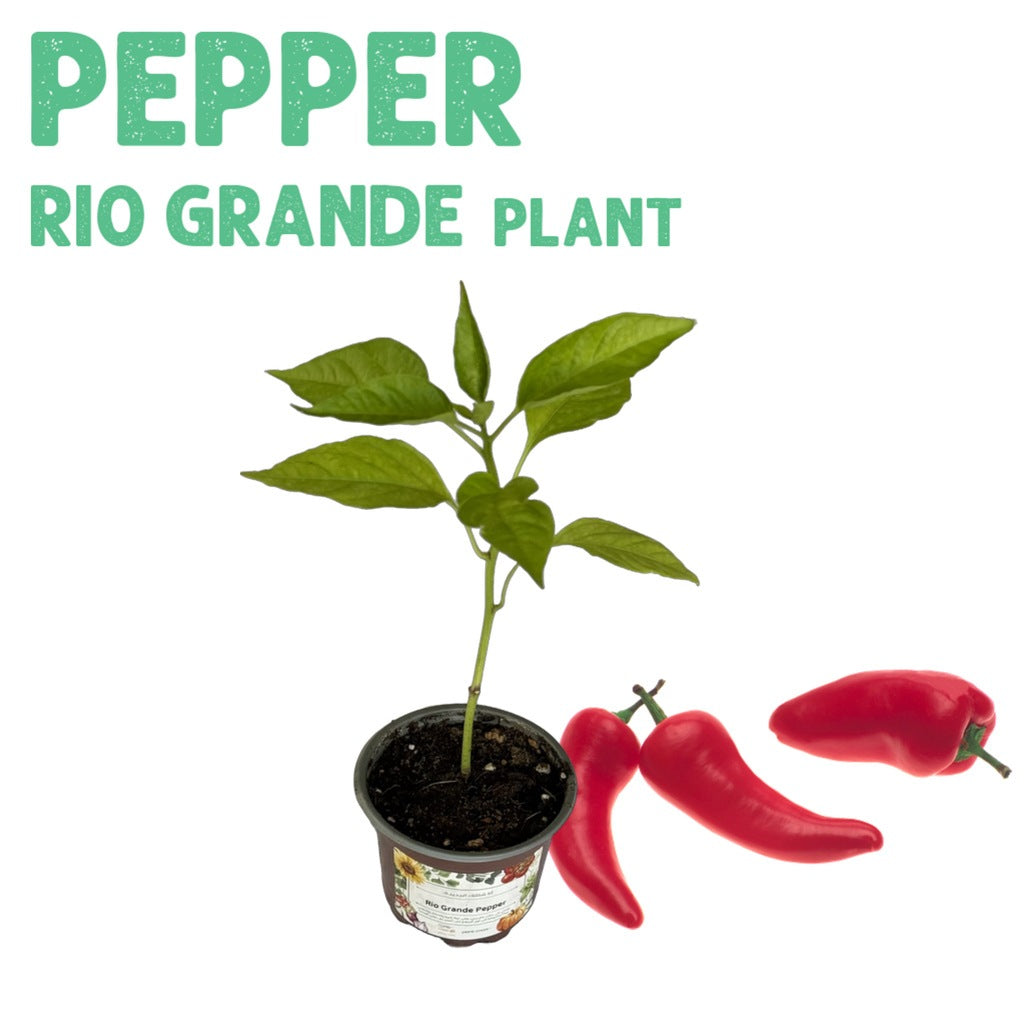 Rio Grande Pepper Plant