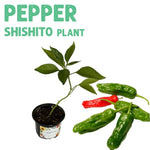 Pepper Shishito Plant