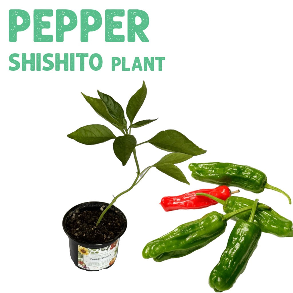 Pepper Shishito Plant