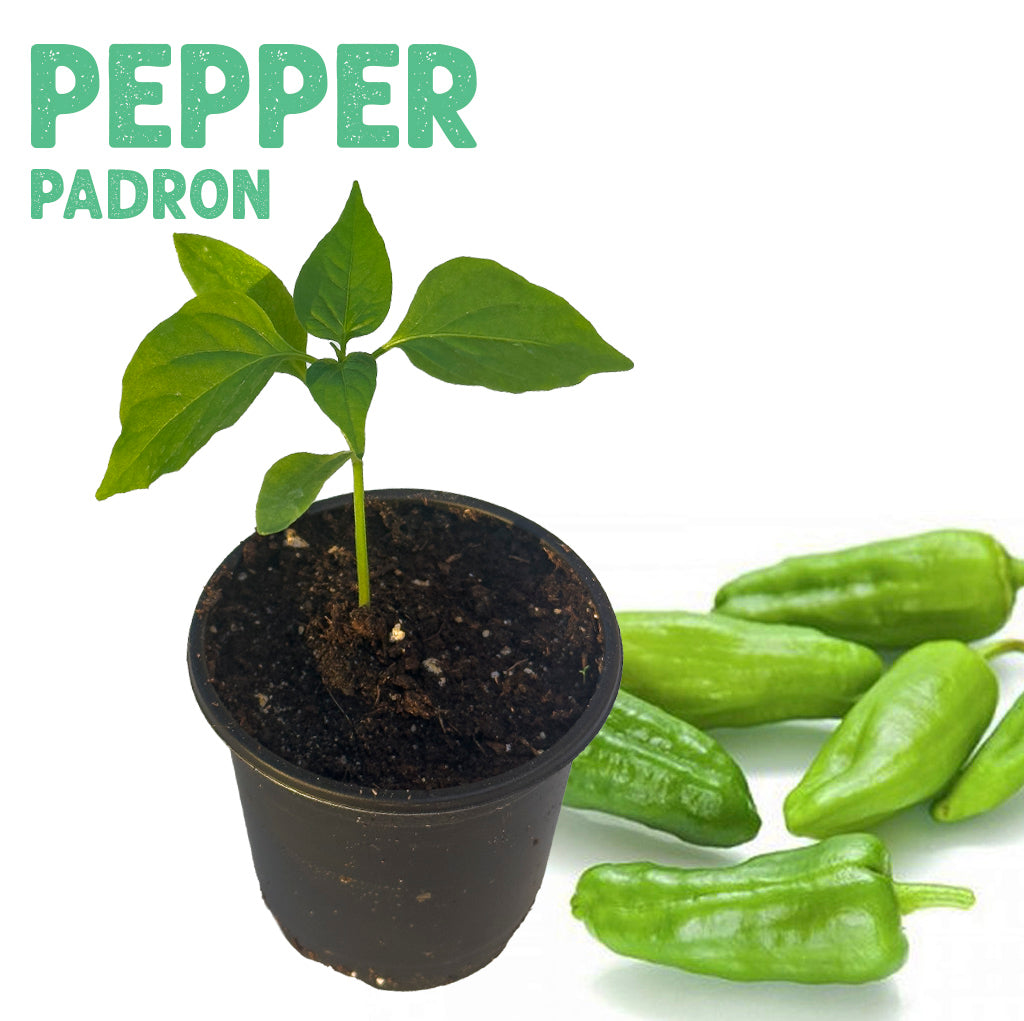 Pepper Padron Plant