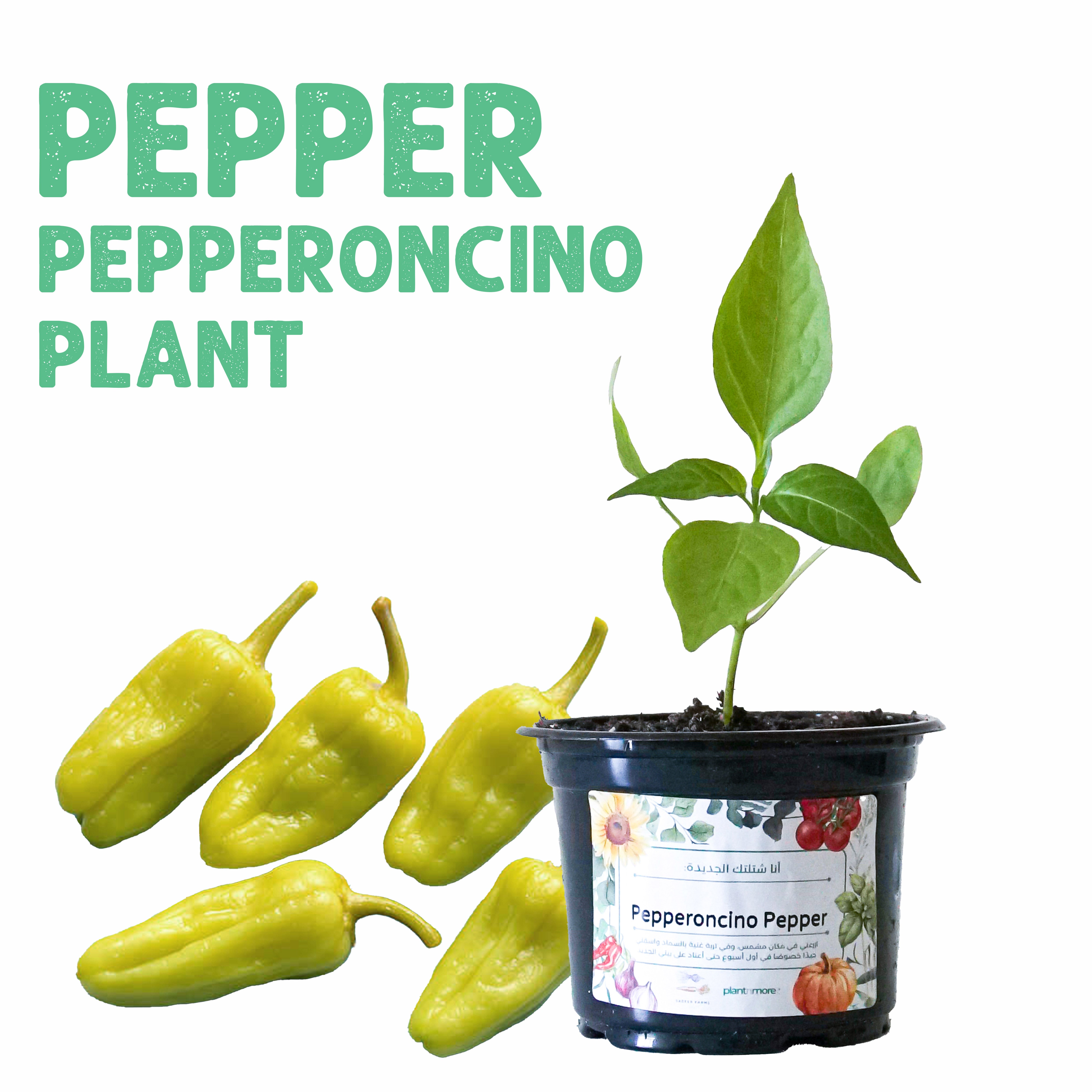 Pepperoncino Pepper Plant