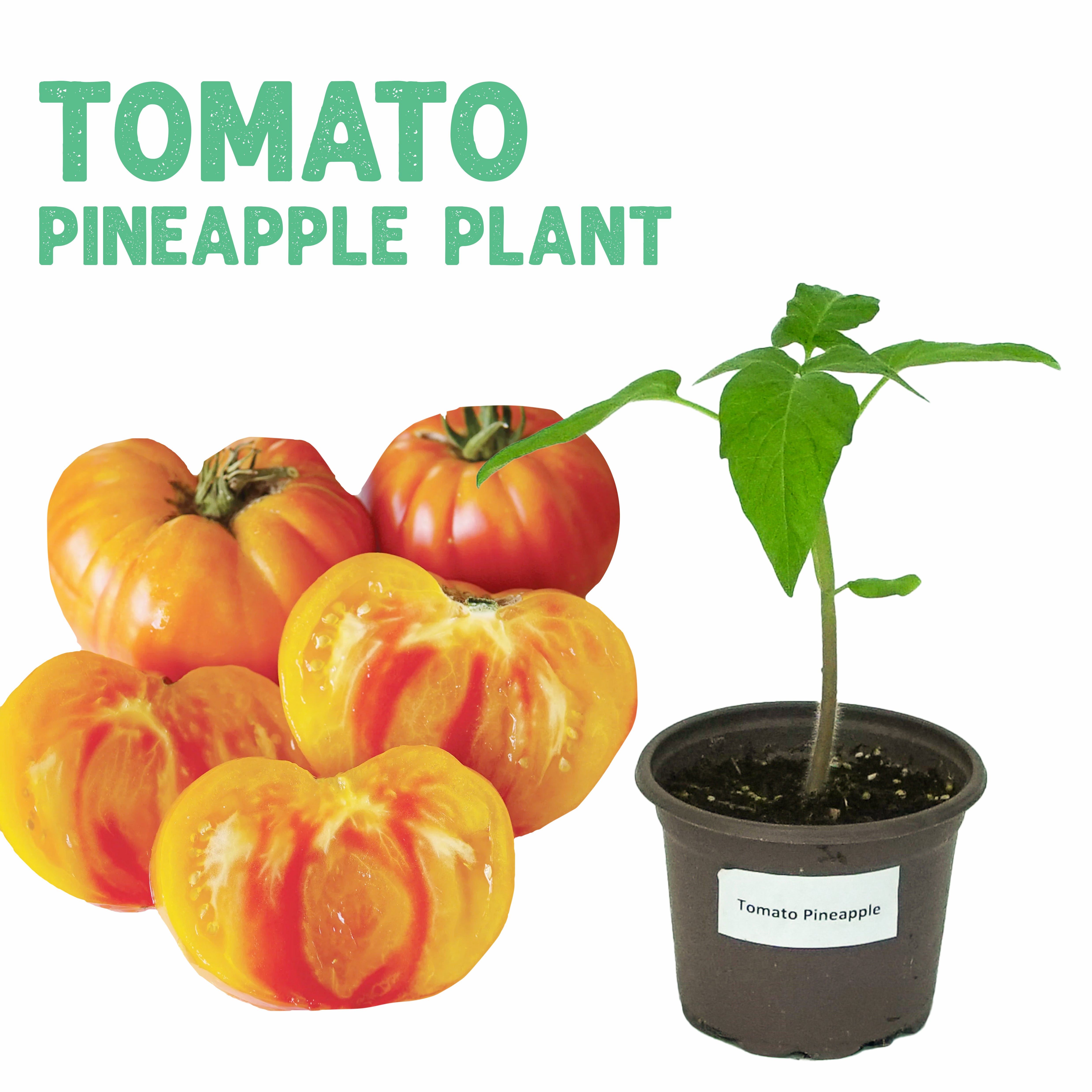 Tomato Pineapple Plant