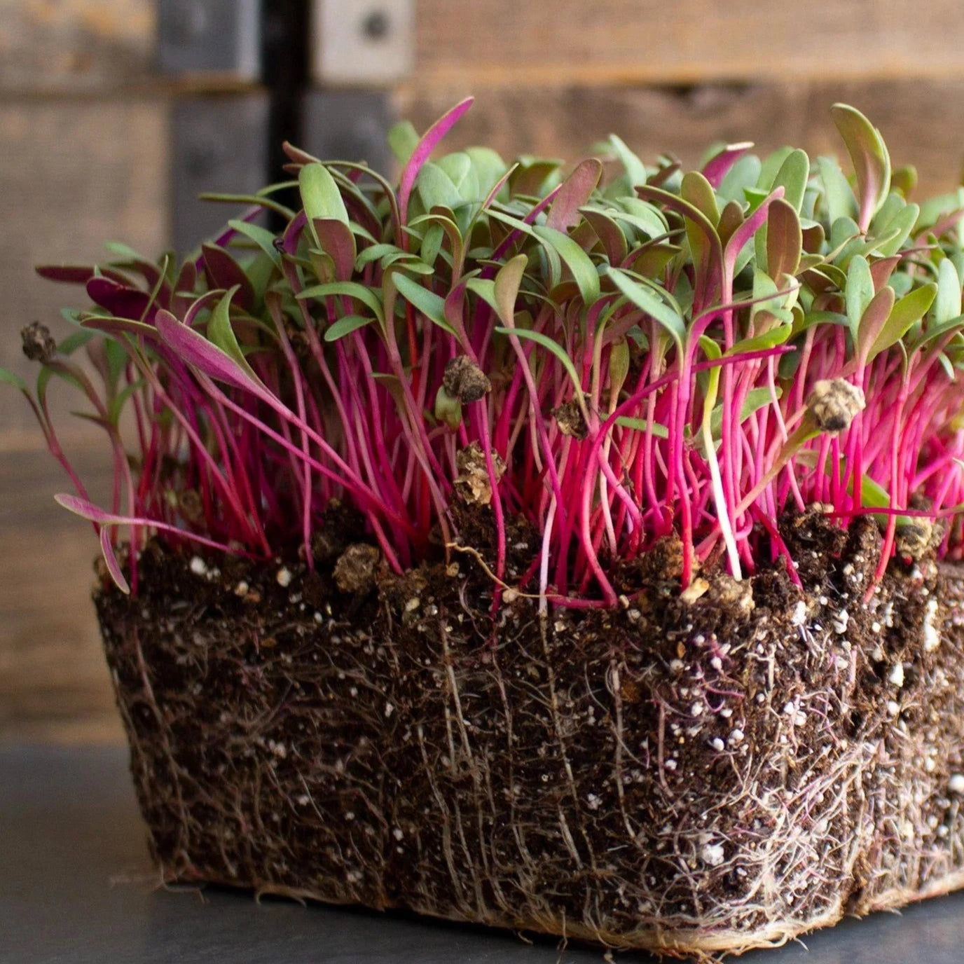 Swiss Chard Pink Lipstick Seeds  114g