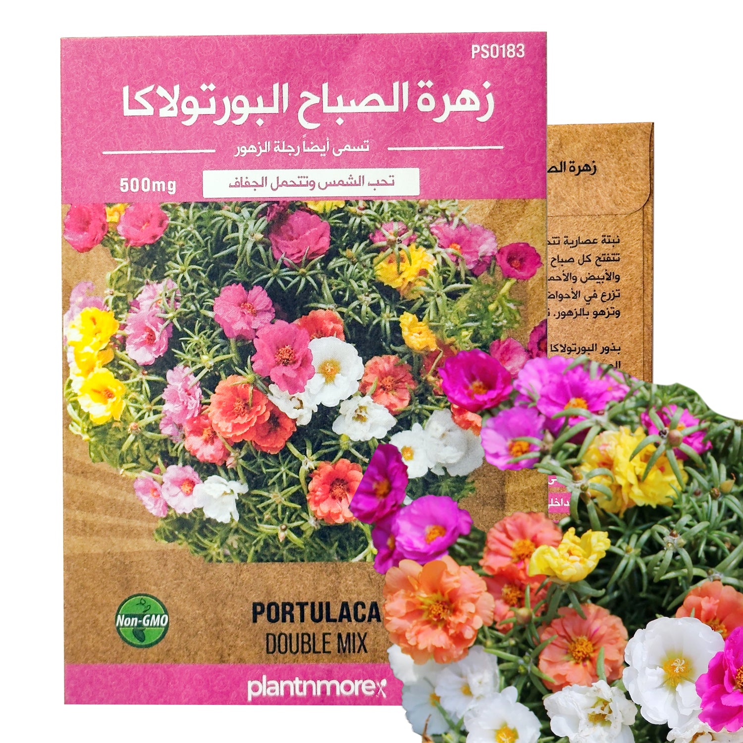 زهرة الصباح البورتولاكا