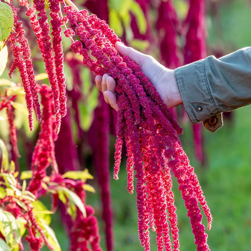 Amaranth Love Lies Bleeding Plant