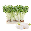Radish White Stem Seeds 110g