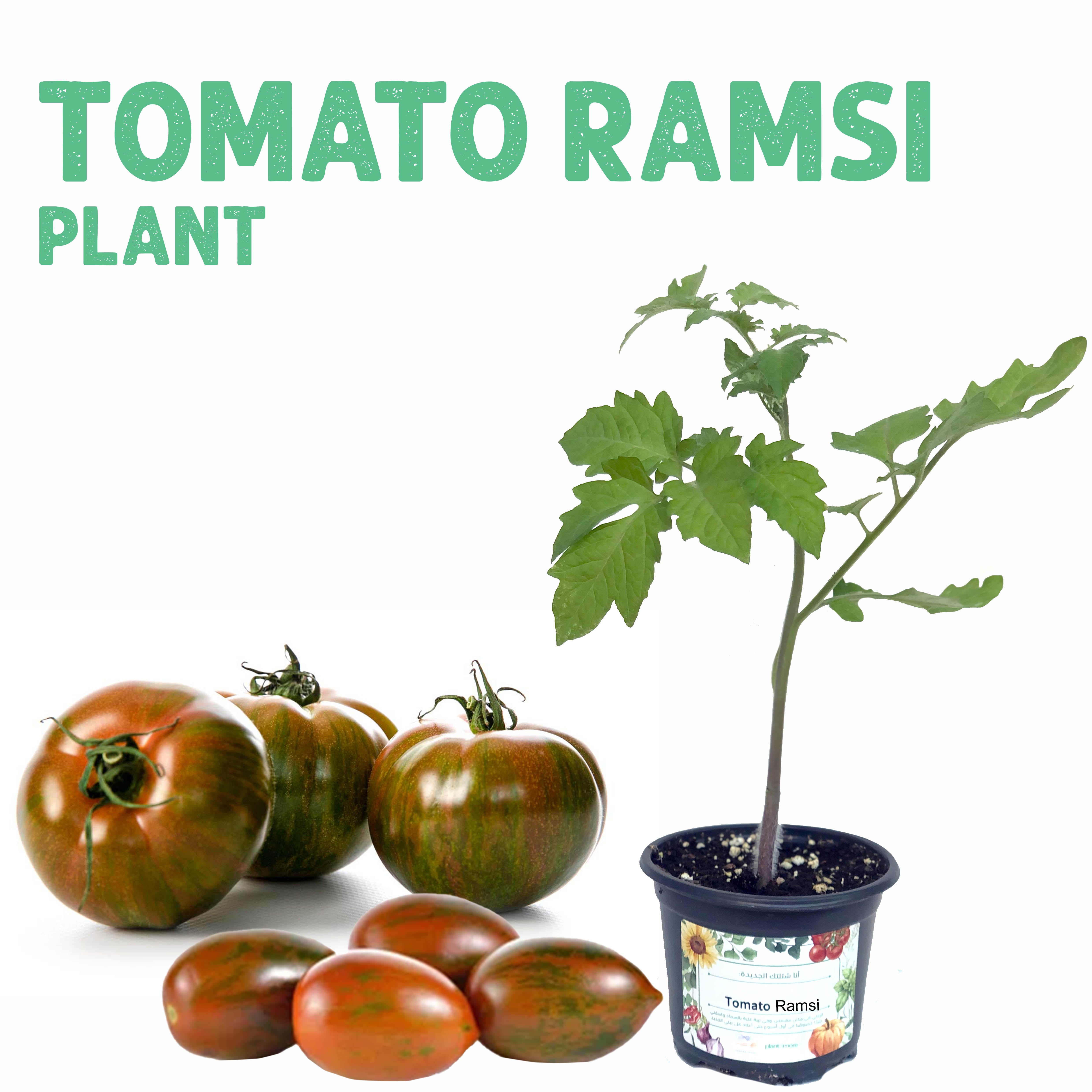 شتلة طماطم رامسي