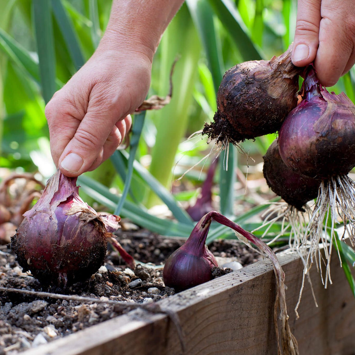 Red onions being harvested