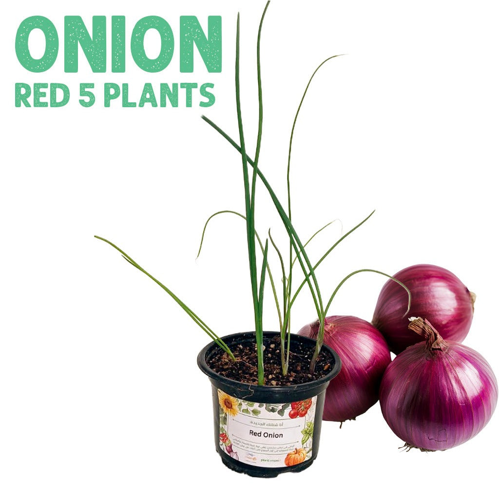 Onion Red Plants, pot of 5