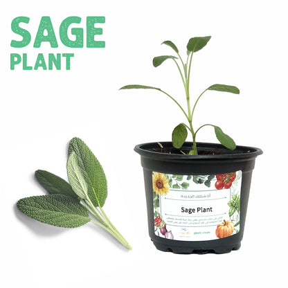 شتلة ميرمية