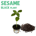 Sesame Black Plant
